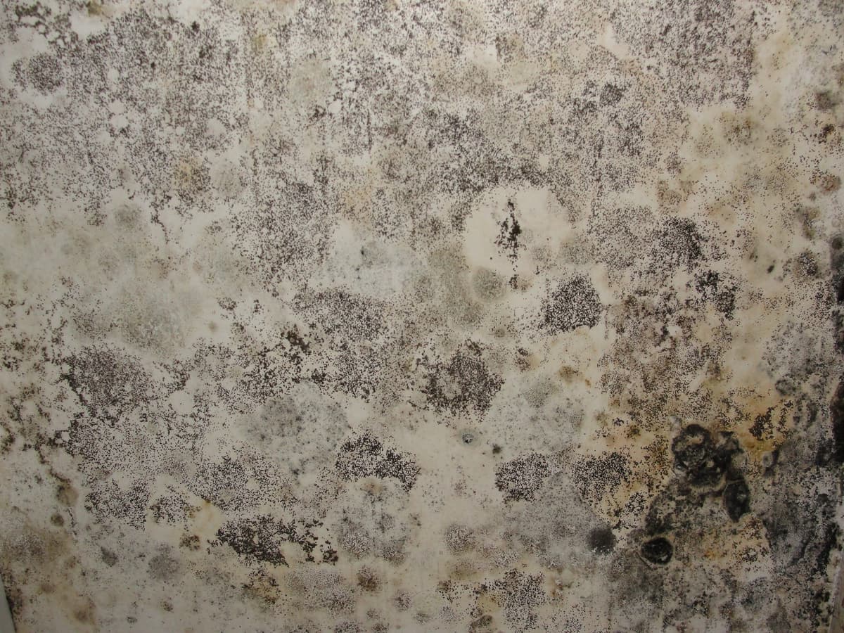 Organic Growth & Mold Location