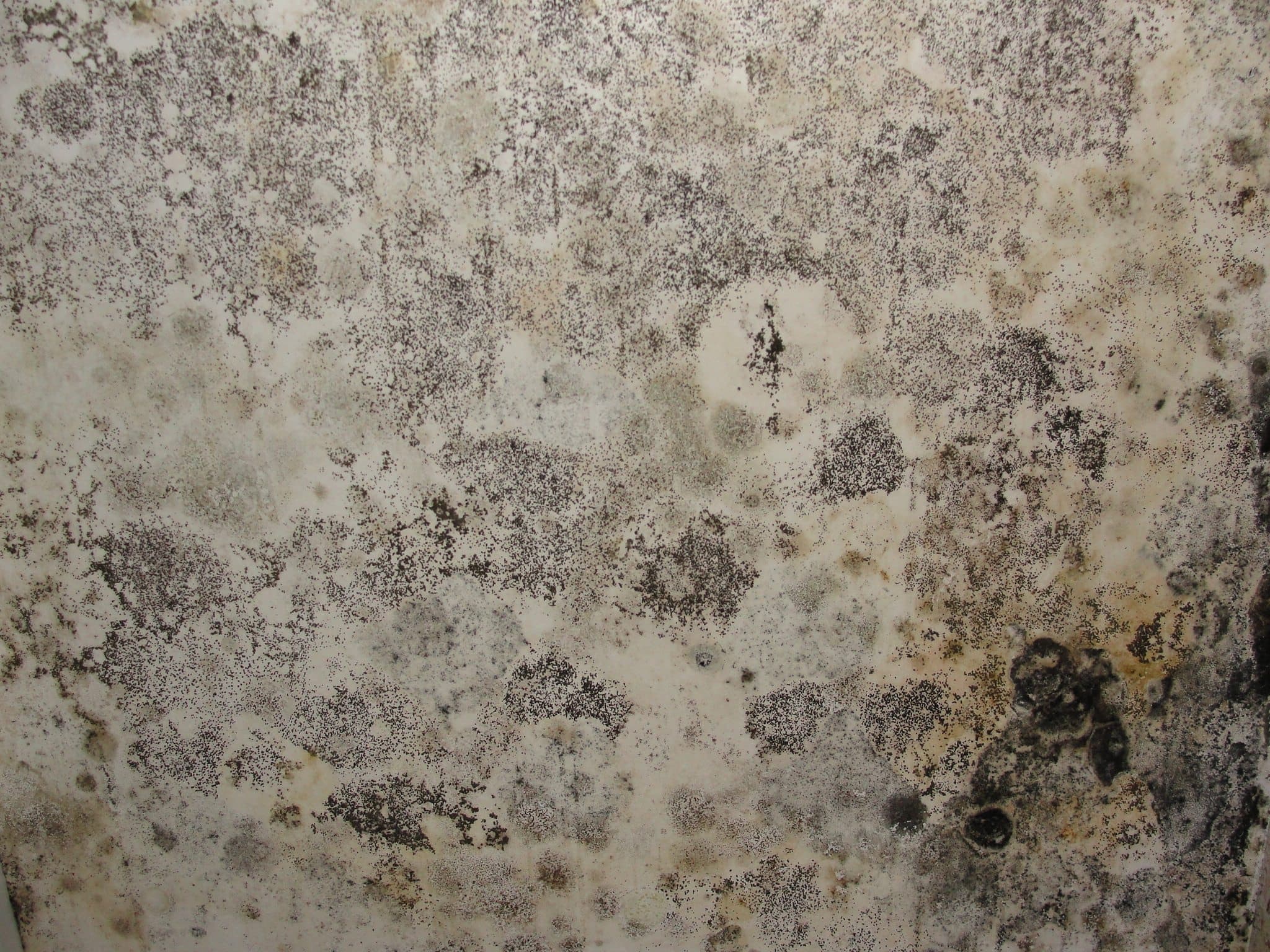 Organic Growth & Mold Location