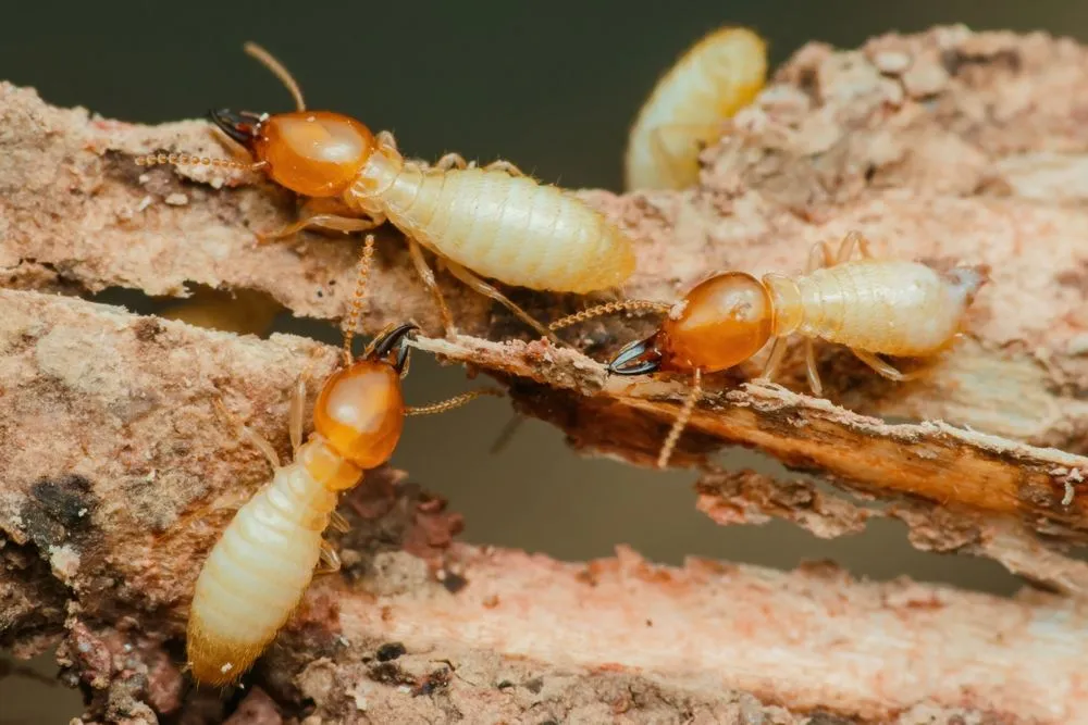 WDI (Termite) Inspections